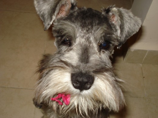 Mi chiqui al cual le gusta morder y deshacer las servilletas